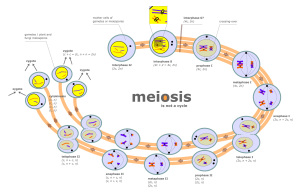meiosis_diagram